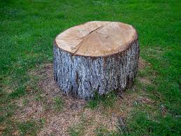 Professional Tree Care in Langhorne Manor, PA