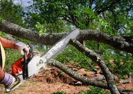 Best Tree and Shrub Care  in Langhorne Manor, PA