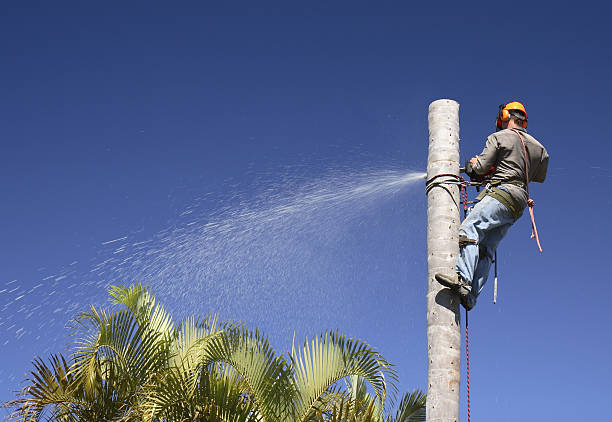 Best Tree Trimming and Pruning  in Langhorne Manor, PA