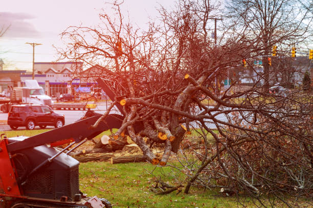 Best Tree Preservation Services  in Langhorne Manor, PA