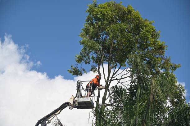 Leaf Removal in Langhorne Manor, PA