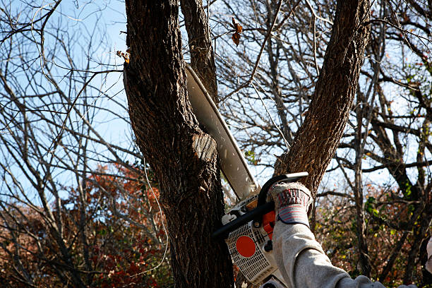 Best Lawn Watering Services  in Langhorne Manor, PA