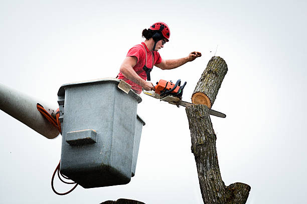 How Our Tree Care Process Works  in  Langhorne Manor, PA