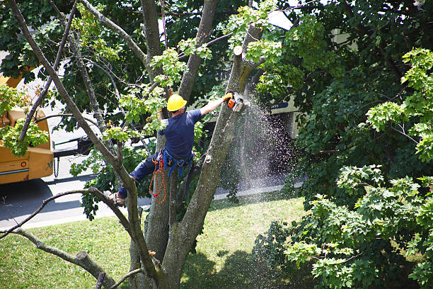 Best Soil Testing and Treatment  in Langhorne Manor, PA